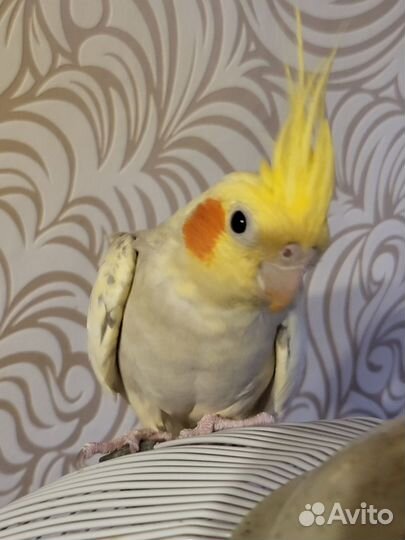 Попугай корелла самка Несётся