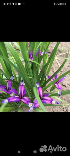 Цветы садовые