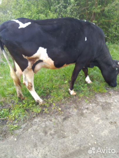 Корова дойная