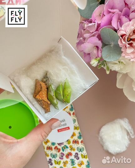 Ферма бабочек. Бабочкарий на 3 куколки с Морфо