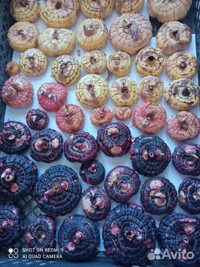 Гладиолусы луковицы