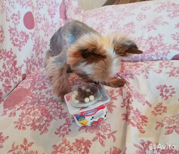 Микро-мини йоркширский терьер вязка