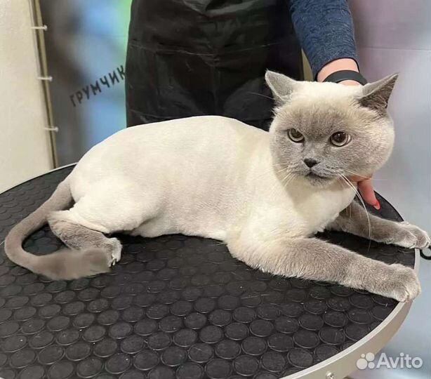 Курс Груминг с нуля Обучение стрижки собак и кошек