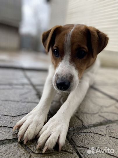 Гостиница для собак. Передержка в частном доме
