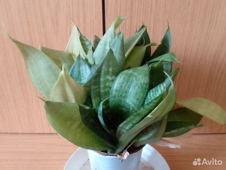 Сансевиерия