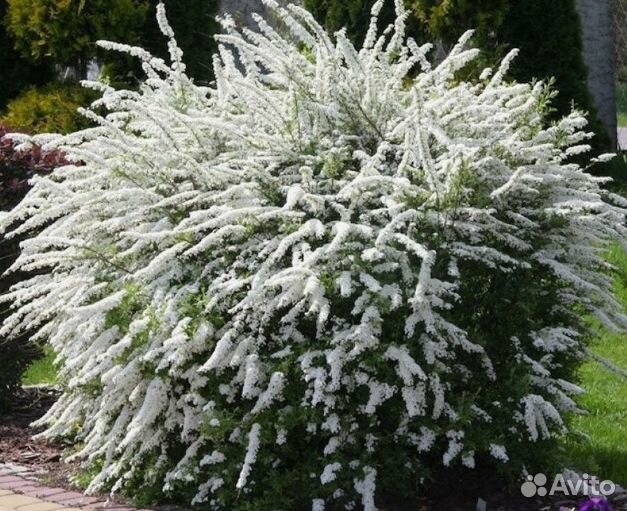 Спирея Белоснежный водопад
