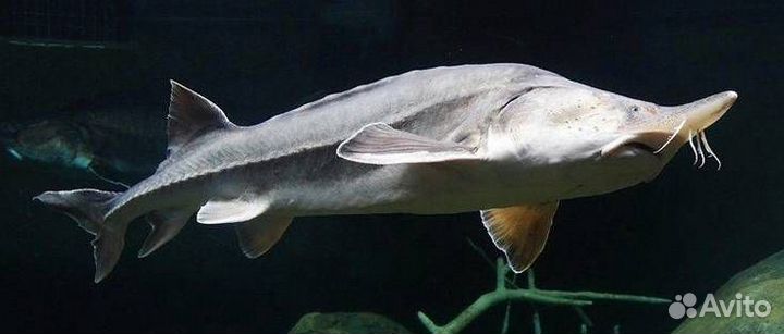 Малек Карпа в пруд Опт. и Розница из Рыбхоза Доста