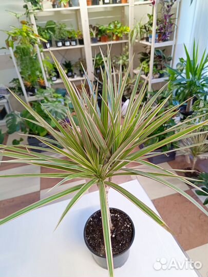 Драцена Биколор