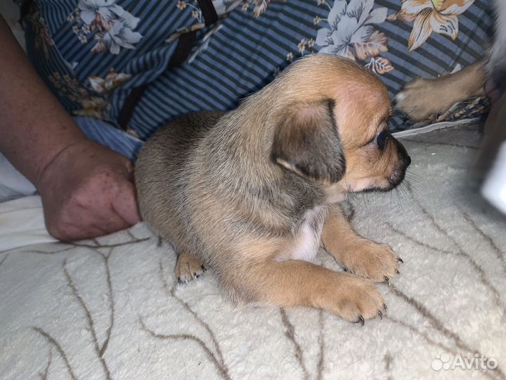 Помесь пекинеса