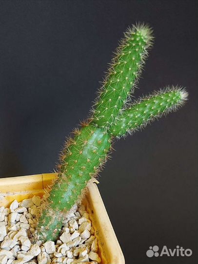 Суккуленты