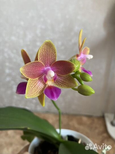 Орхидея фаленопсис