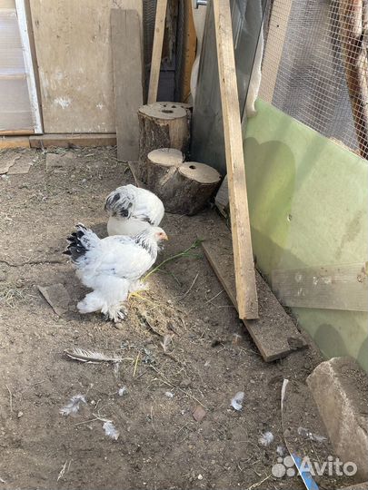 Инкубационное яйцо кур брама, фавероль