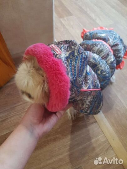 Комбинезон для маленькой собаки зима