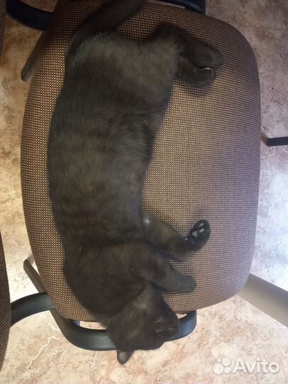 Черный котенок с добрые и надежные руки