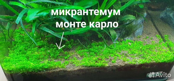 Аквариумные растения, монте карло (почвопокровка)