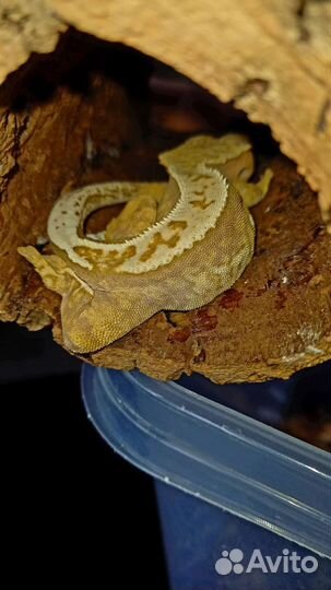 Геккон бананоед