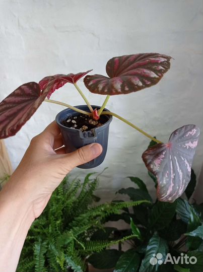 Бегония декоративно лиственная