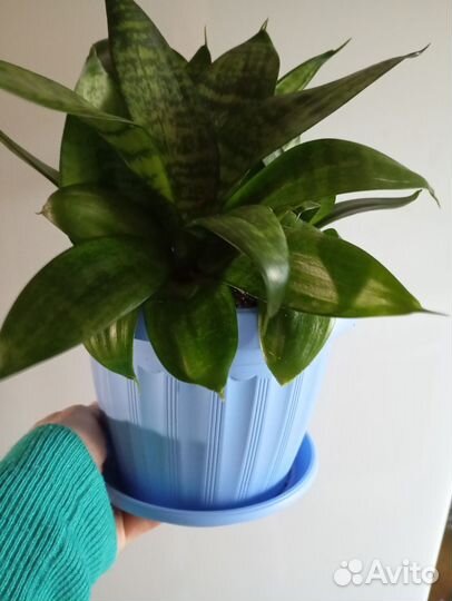 Сансевиерия хана