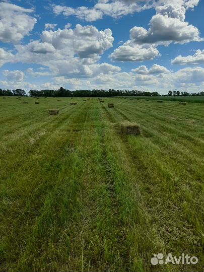 Сено в тюках 1 укос