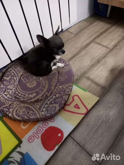 Чихуахуа супер мини