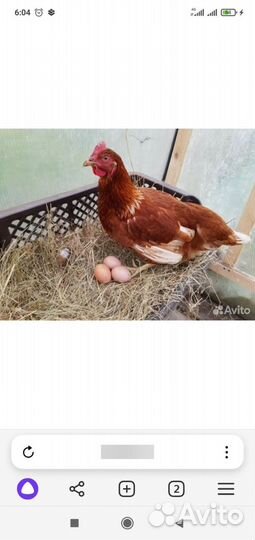 Куры несушки