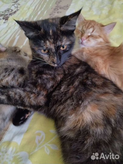 Котята метисы