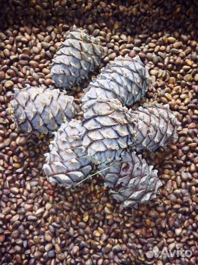 Шишка кедровая
