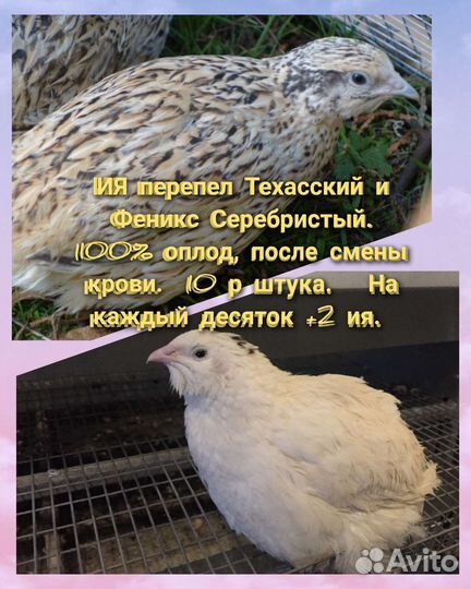Перепела инкубационное яйцо