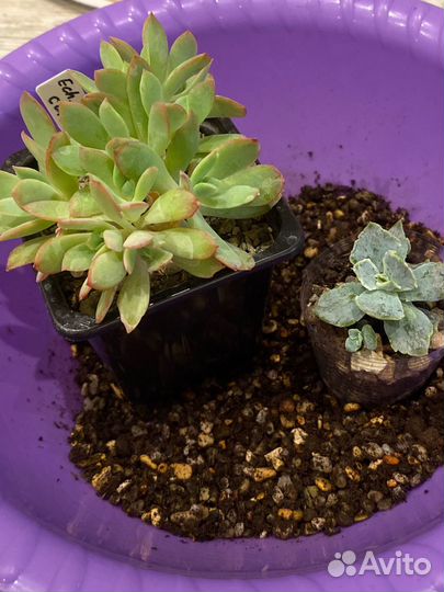Грунт для суккулентов