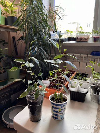 Сортовые фикусы