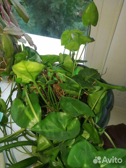 Комнатные цветы