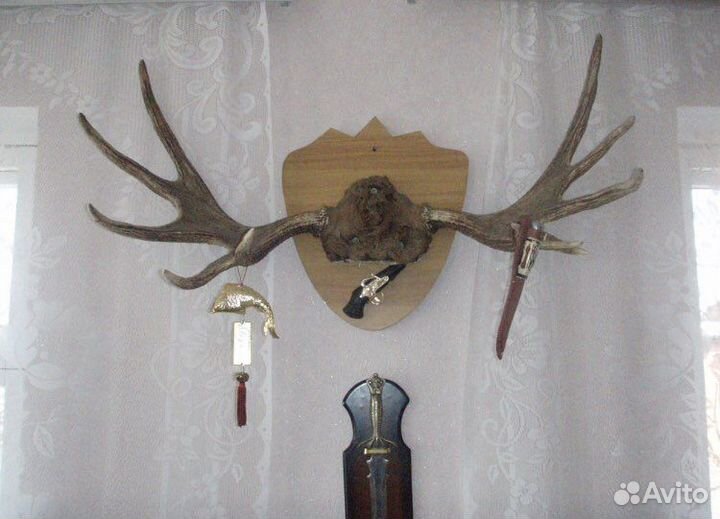 Продаю охотничьи трофеи