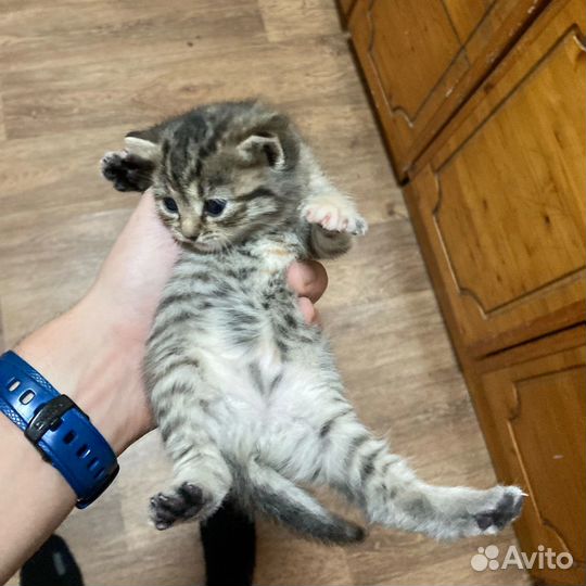 Домашнняя кошка