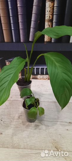 Комнатные цветы