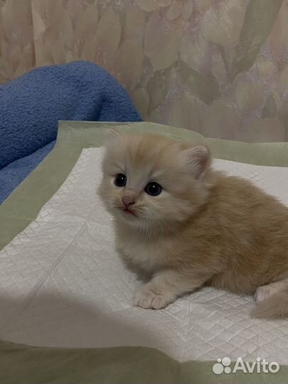 Шотландский котенок