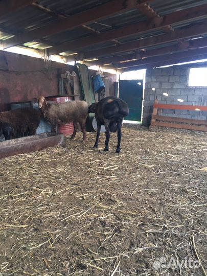 Гисарские бараны