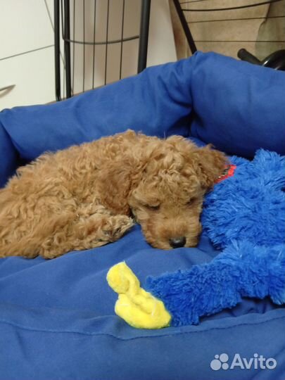 Карликовый пудель