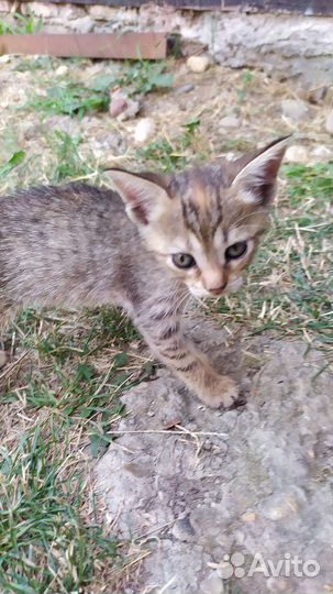 Кошка в дар бесплатно