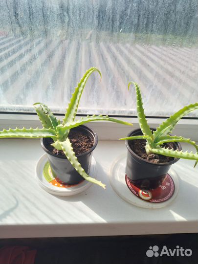 Каланхоэ,алоэ,зебрина,спатифиллум