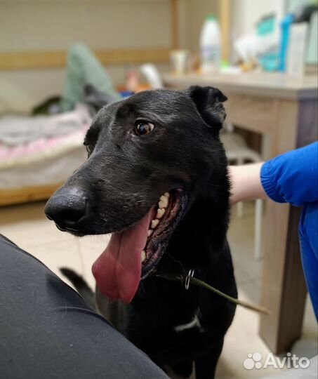 Черный пес в добрые руки