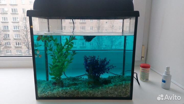 Аквариум с рыбкой