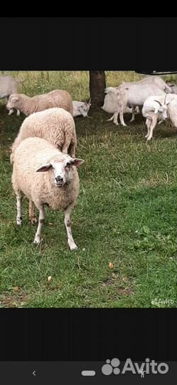 Овцы бараны ягнята оптом