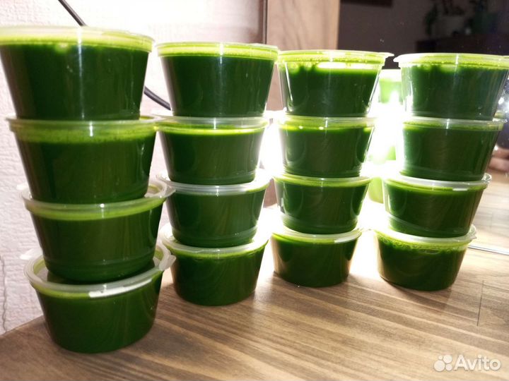 Витграсс, сок из ростков пшеницы, заморозка