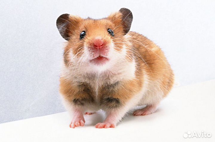 Передержка грызунов, морских свинок, кроликов