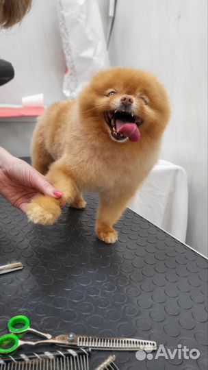 Модель на груминг