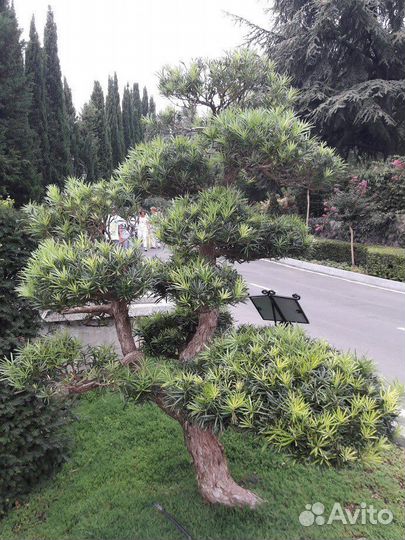 Подокарпус (ногоплодник) крупнолистный, семена