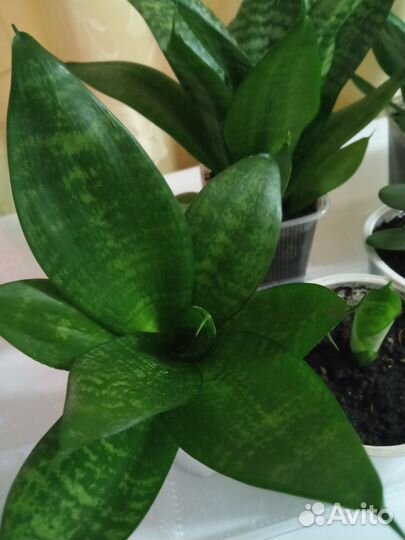 Сансевиерия Ханни и денежное дерево(толстянка)