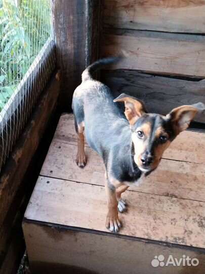 Щенок в добрые руки бесплатно маленькая порода