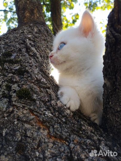 Продаются котята