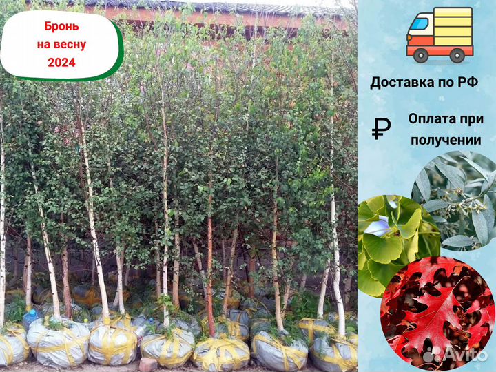 Парковые деревья. Cажeнцы берeзы, клeна, липы